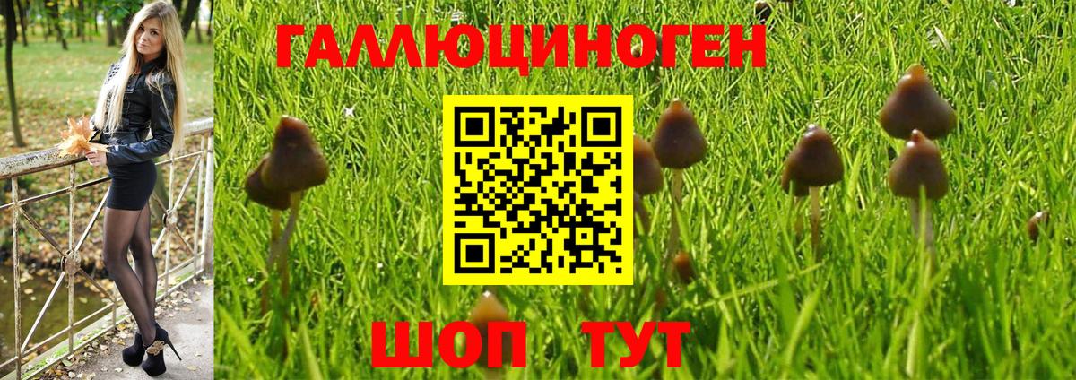 Псилоцибиновые грибы Psilocybe Касимов